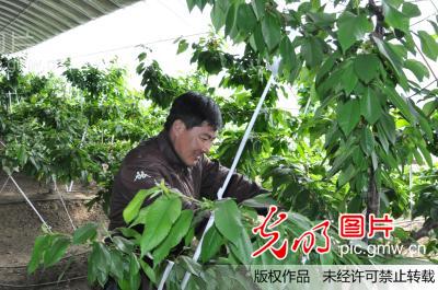 黑龙江省肇东市温室大樱桃即将上市(