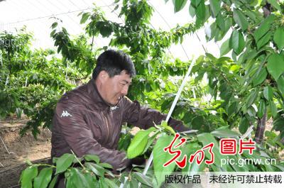 黑龙江省肇东市温室大樱桃即将上市(