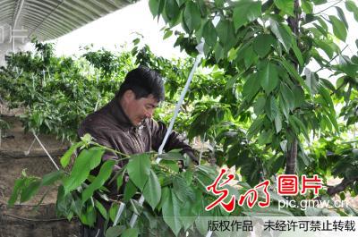 黑龙江省肇东市温室大樱桃即将上市(