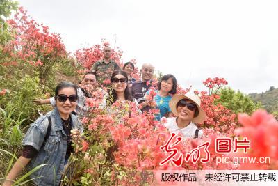 湖南沅陵九龙山:杜鹃花开游客来(