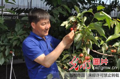 黑龙江省肇东市温室南方大樱桃上市了(