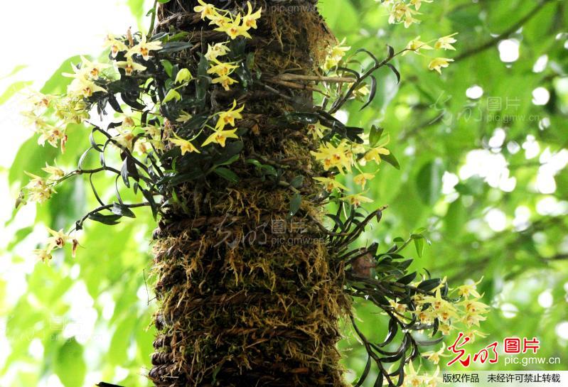 树上种"仙草"满园成风景